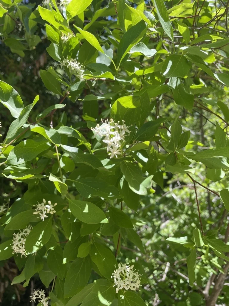 Cornus Glabrata