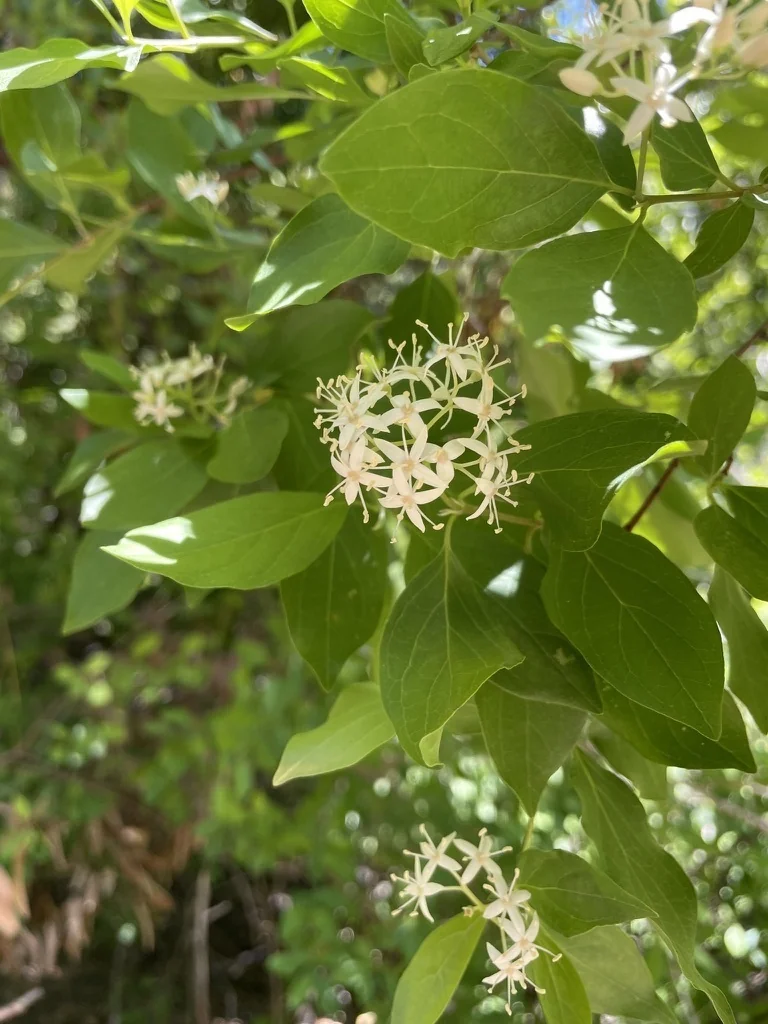 Cornus Glabrata
