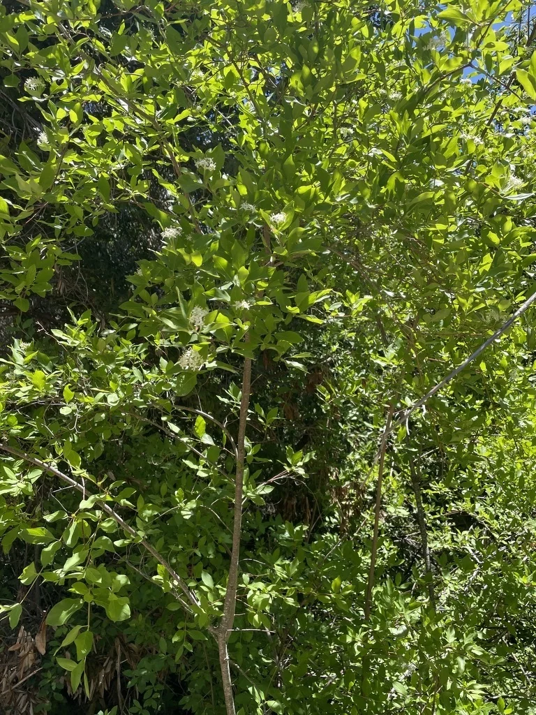Cornus Glabrata