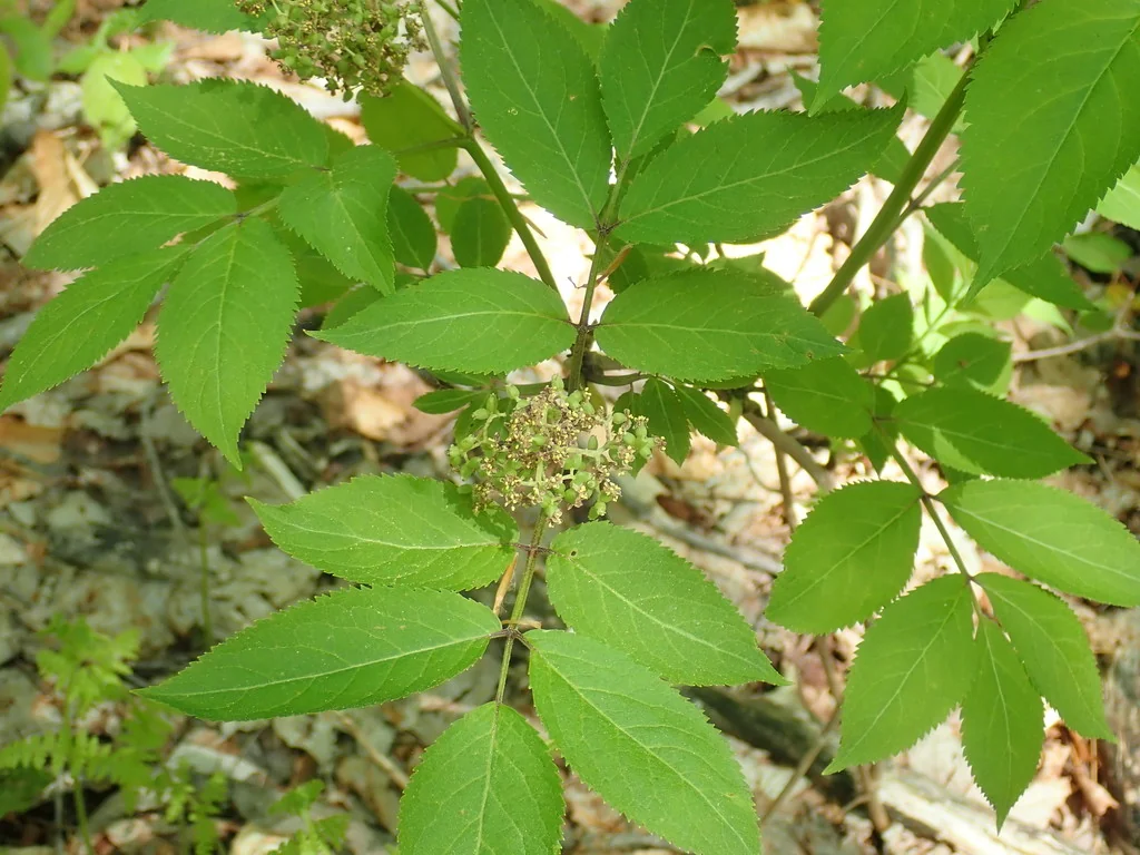 Sambucus Pubens