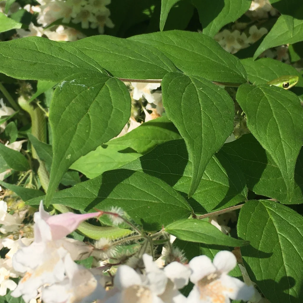 Kolkwitzia Amabilis