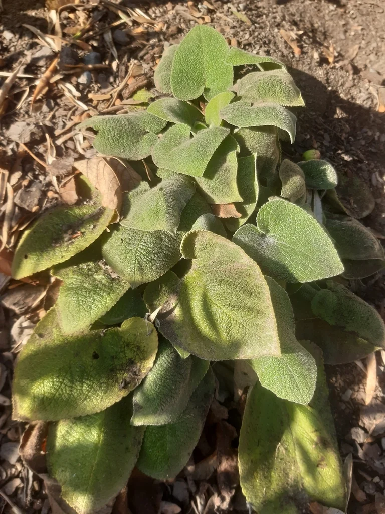 Phlomis russeliana