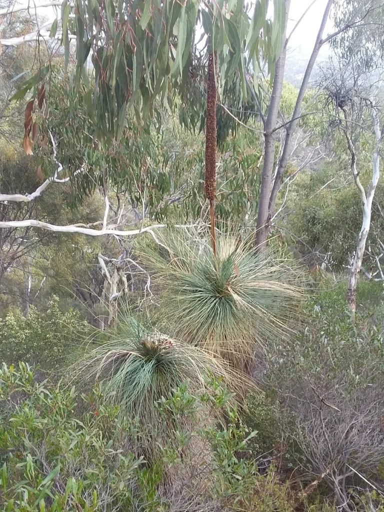 Xanthorrhoea Quadrangulata