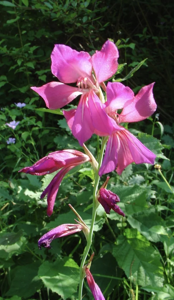 Gladiolus Communis