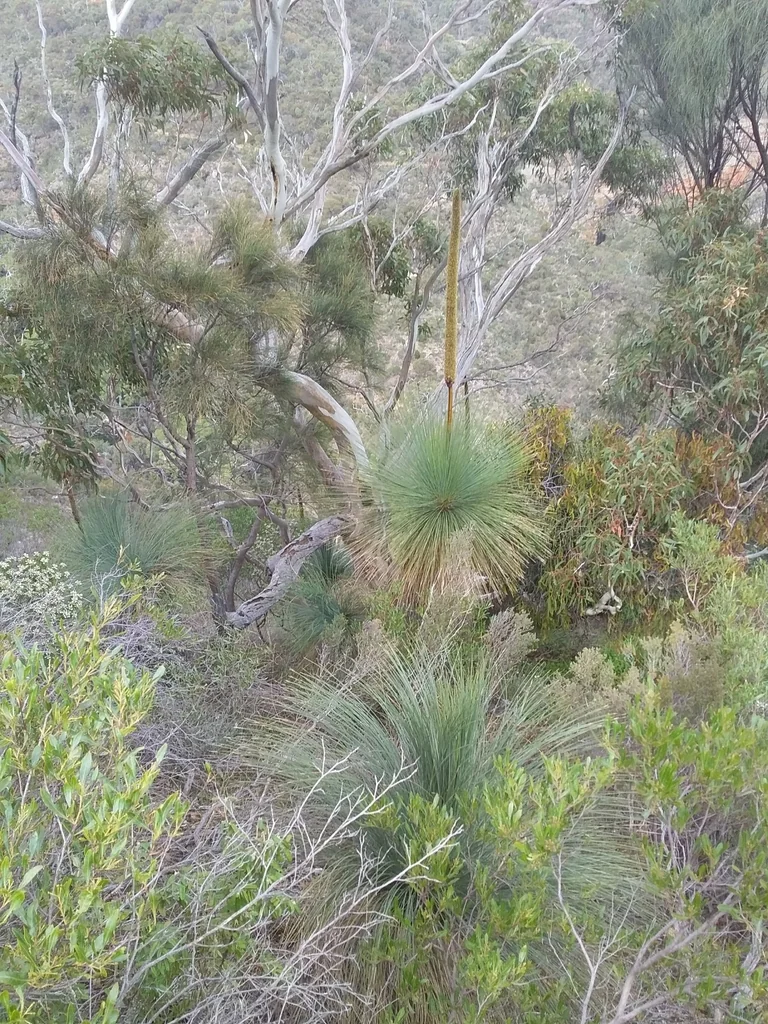 Xanthorrhoea Quadrangulata
