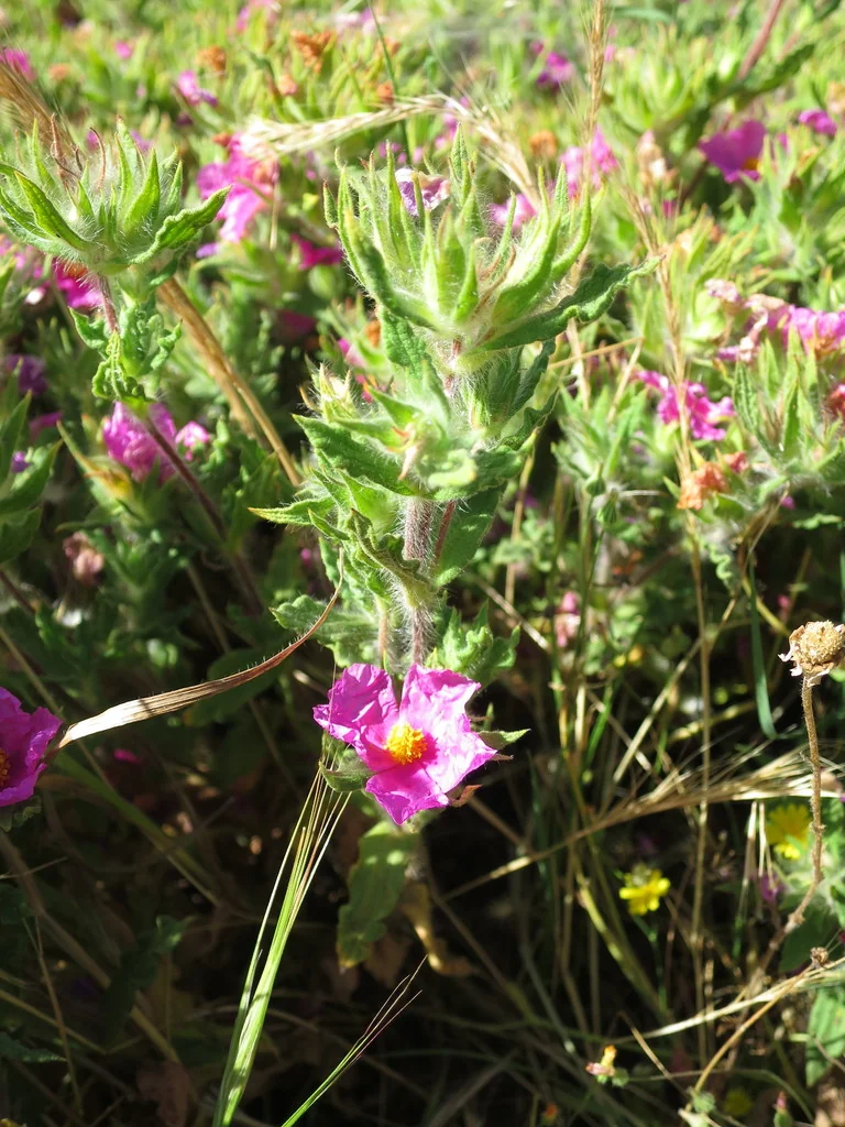 Cistus Crispus