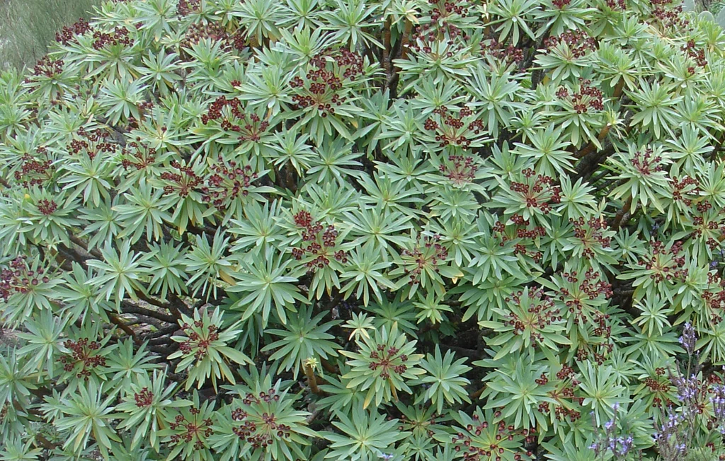 Euphorbia Atropurpurea