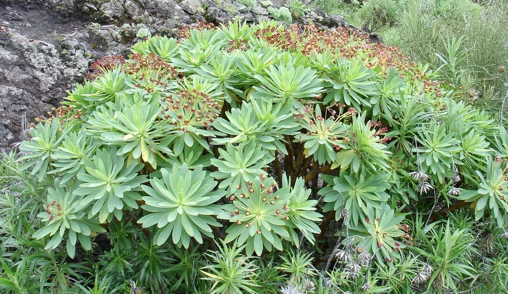 Euphorbia Atropurpurea