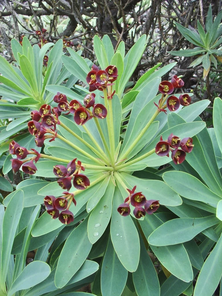 Euphorbia Atropurpurea