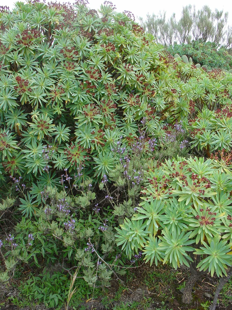 Euphorbia Atropurpurea
