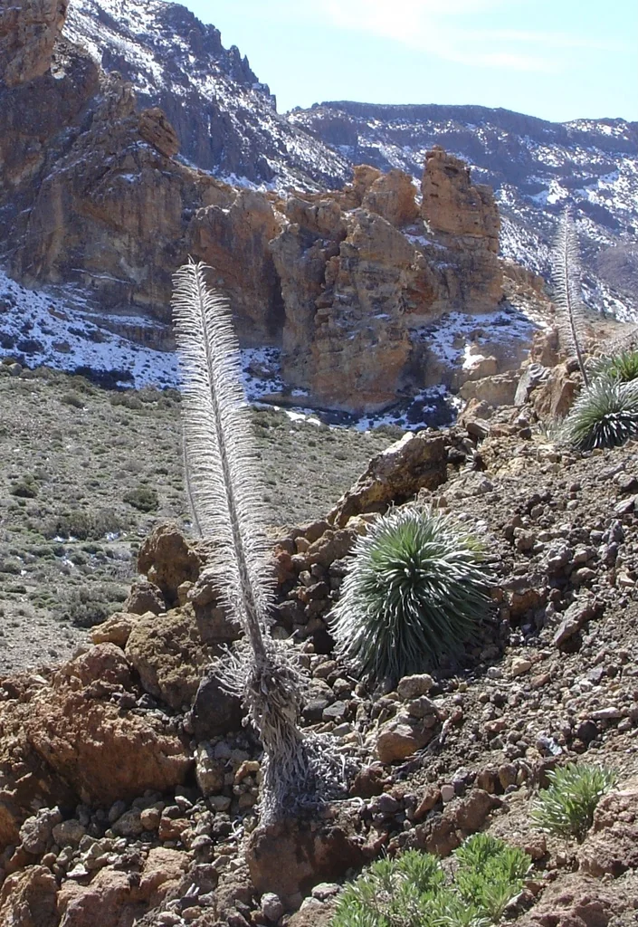 Echium Wildpretii