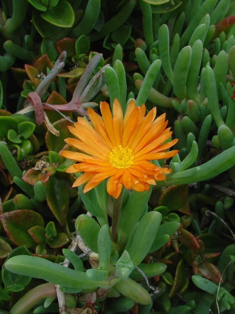 Malephora Crocea