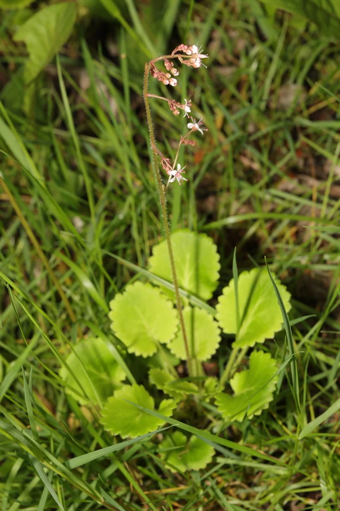 Saxifraga X Urbium