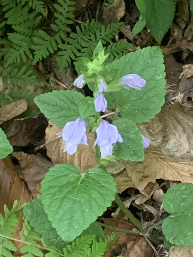Meehania Cordata