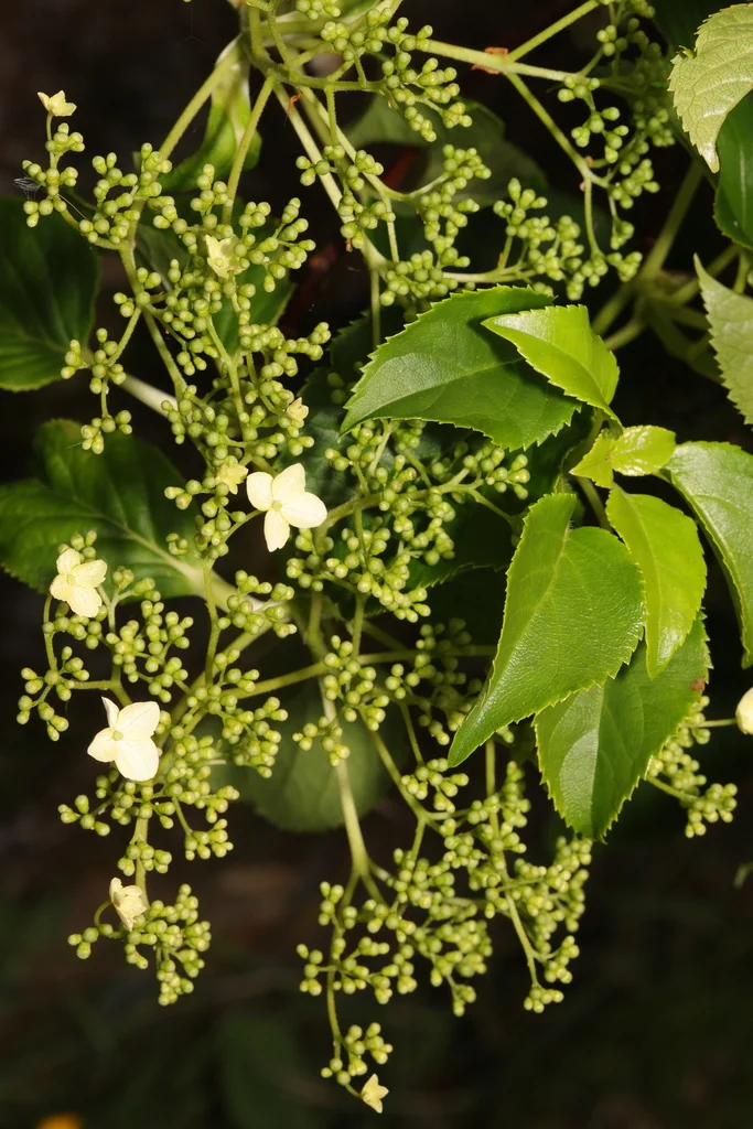 Hydrangea Anomala Petiolaris