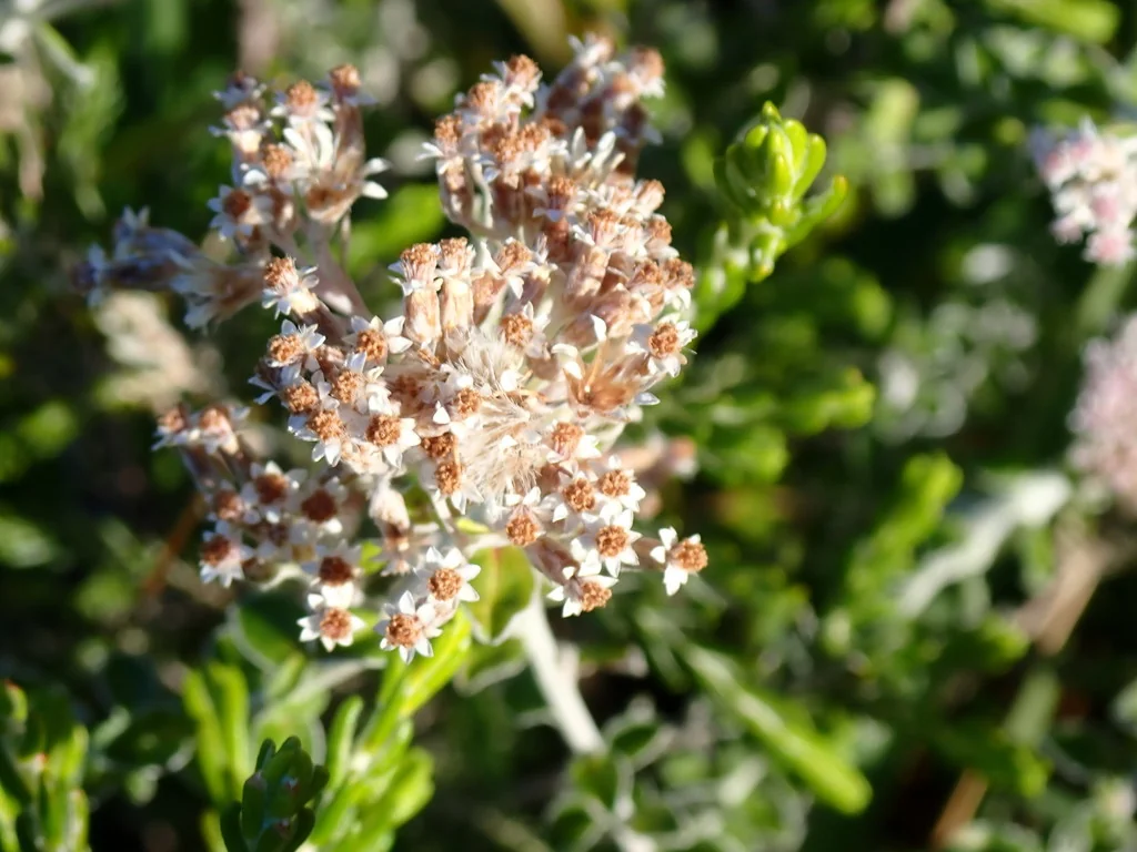 Plecostachys Serpyllifolia
