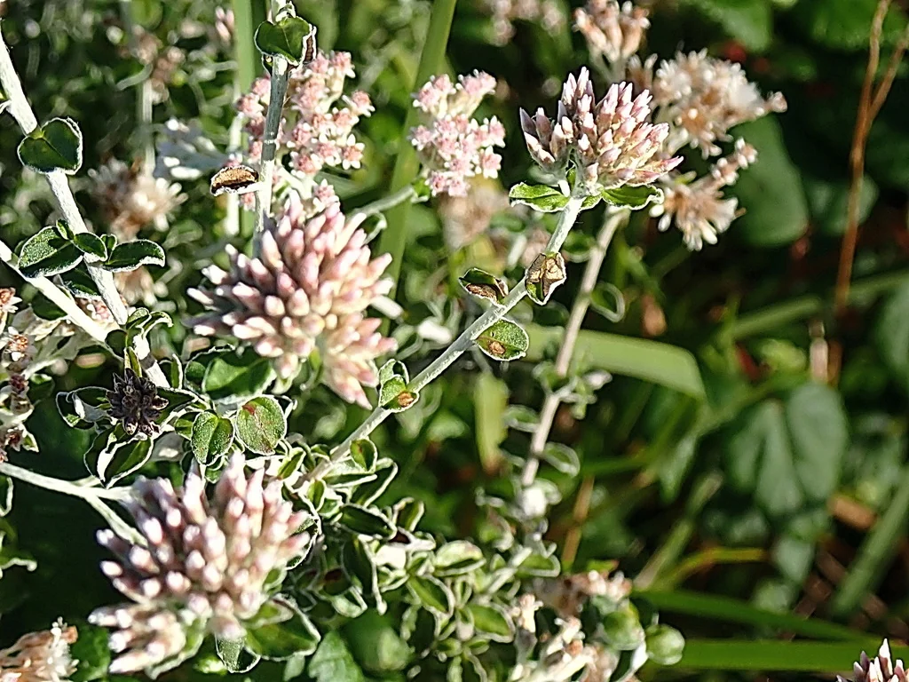 Plecostachys Serpyllifolia