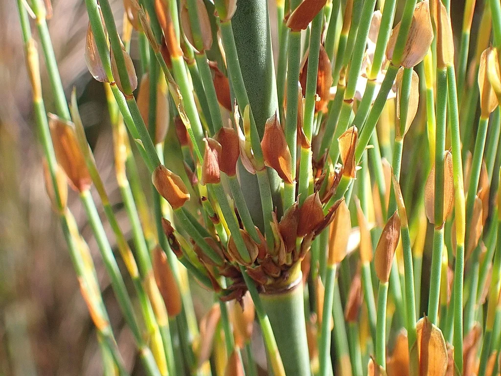 Elegia Capensis