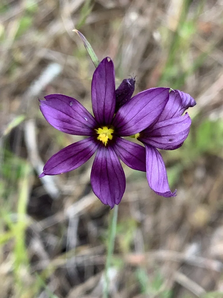 Sisyrinchium Idahoense