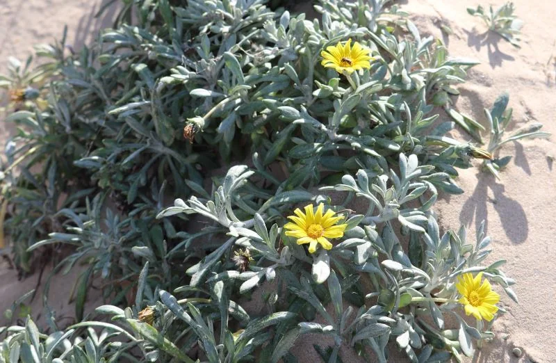 Gazania Rigens Leucolaena