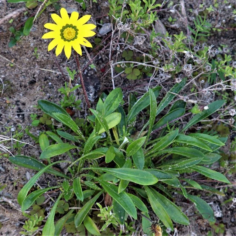 Gazania Krebsiana