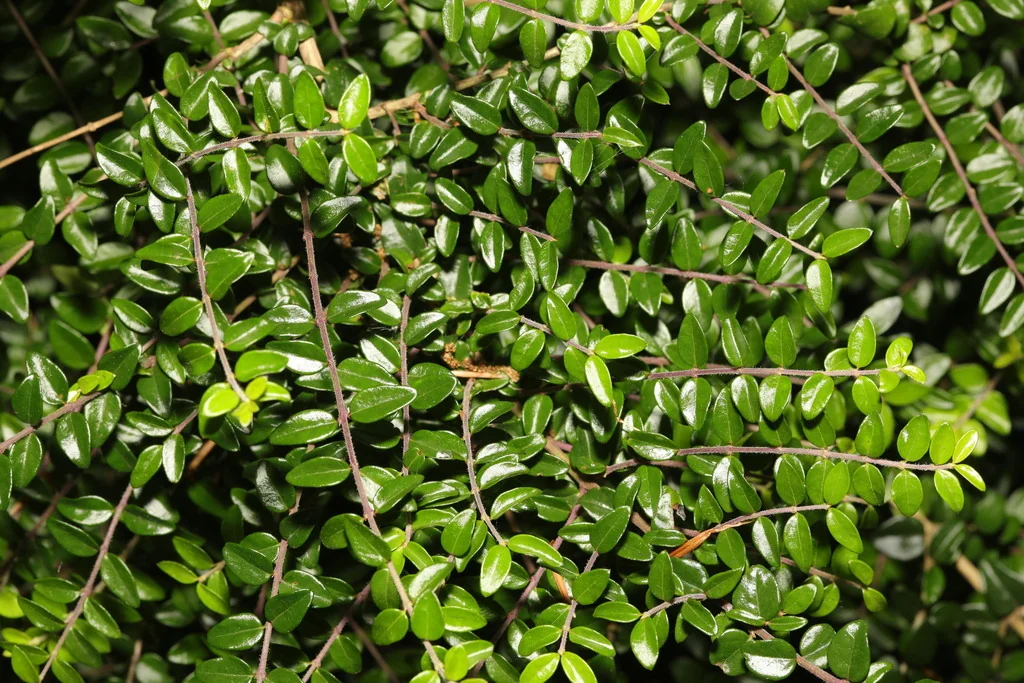 Lonicera Nitida