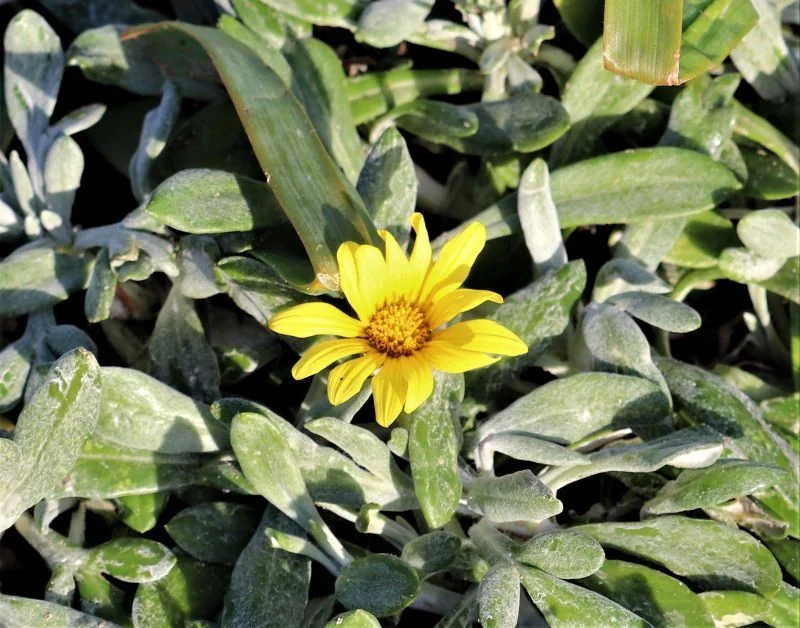 Gazania Rigens Leucolaena