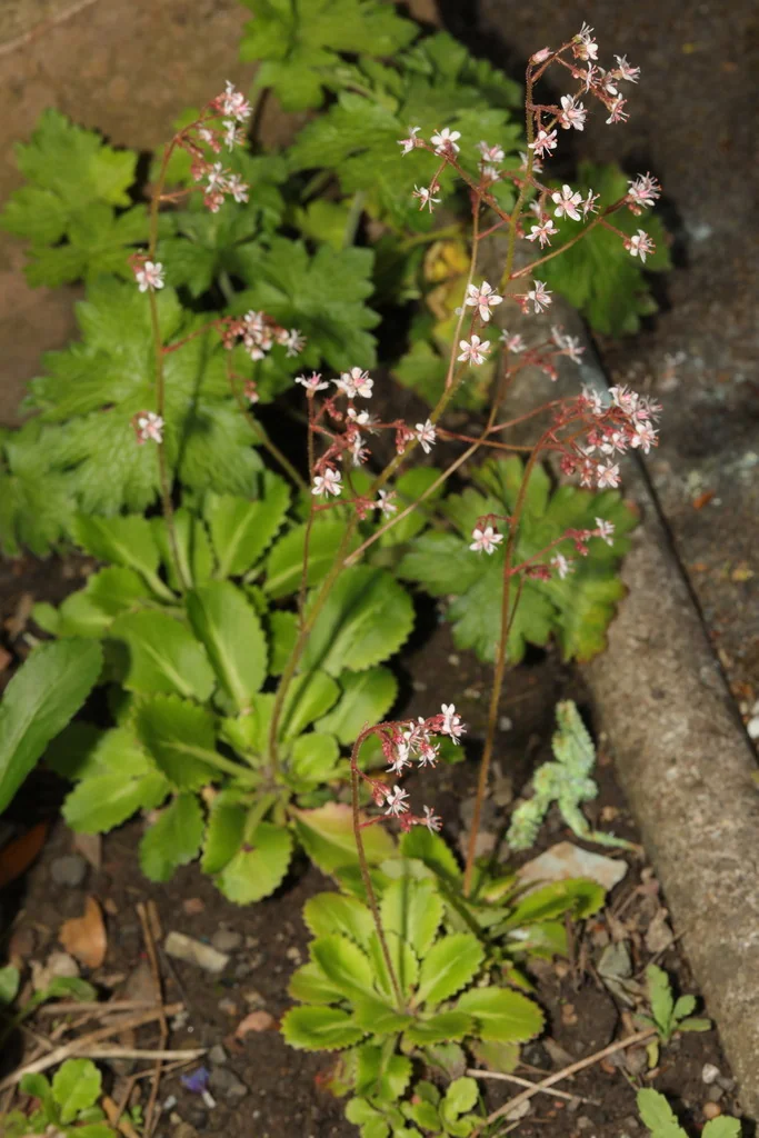 Saxifraga X Urbium