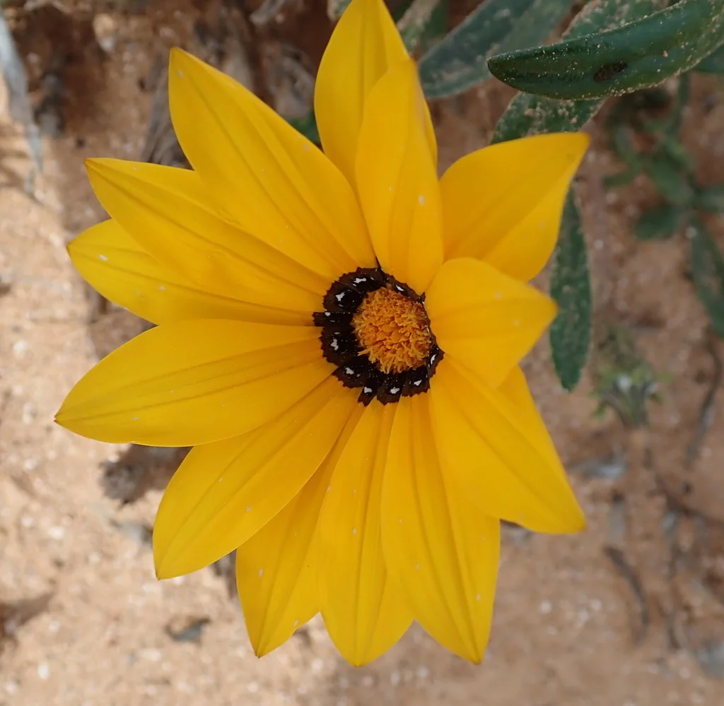 Gazania Krebsiana