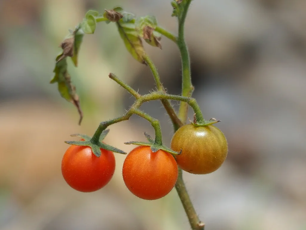 Solanum Lycopersicum Var. Cerasiforme