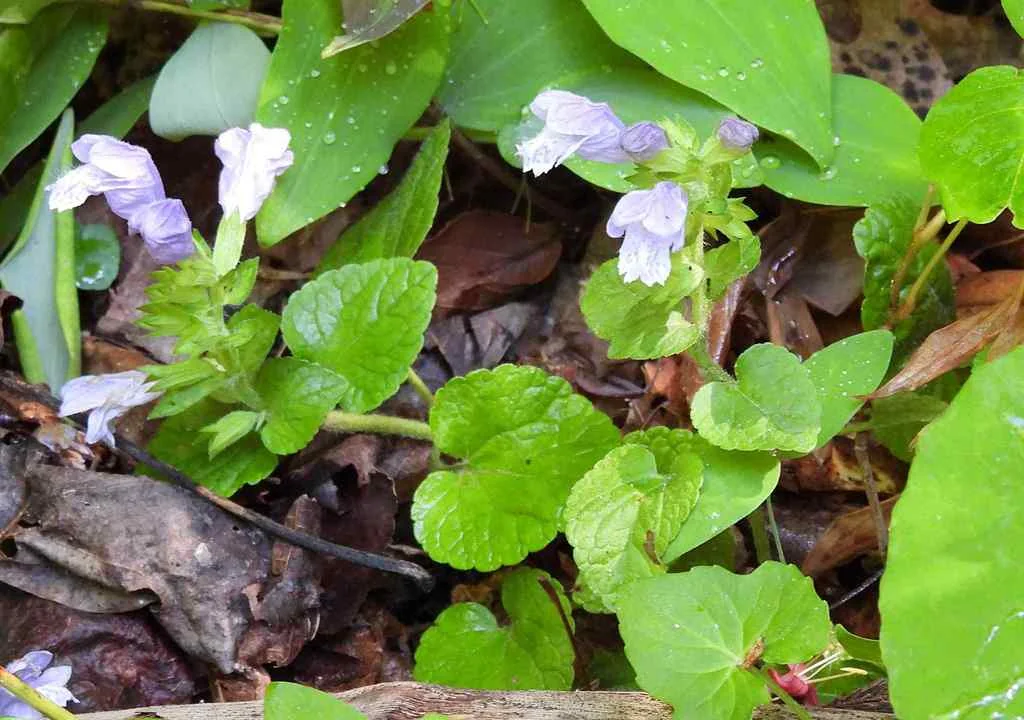 Meehania Cordata