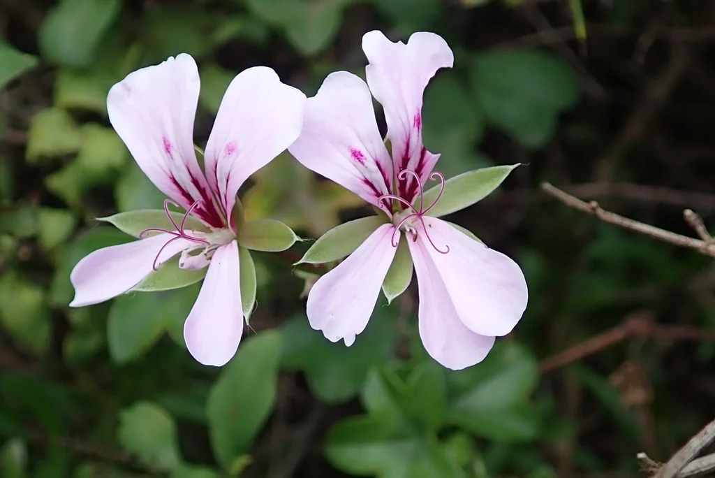 Pelargonium Peltatum