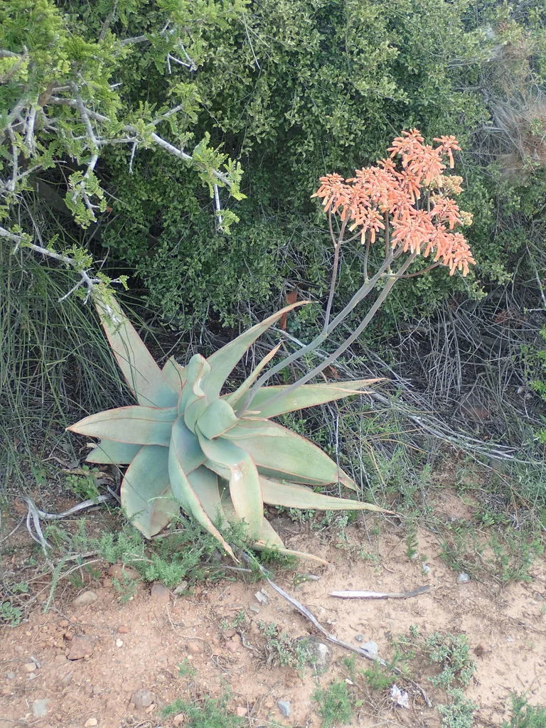 Aloe Striata