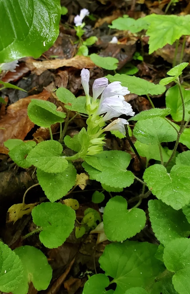 Meehania Cordata