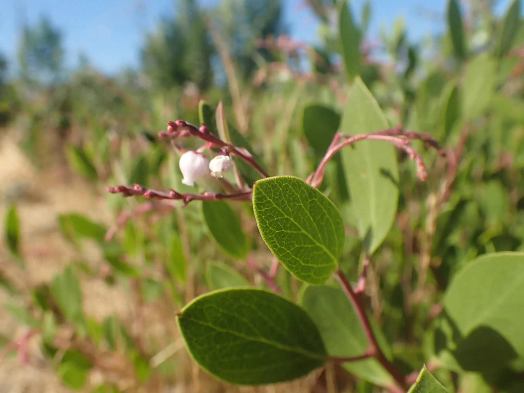 Arctostaphylos stanfordiana