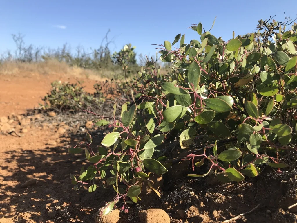 Arctostaphylos stanfordiana