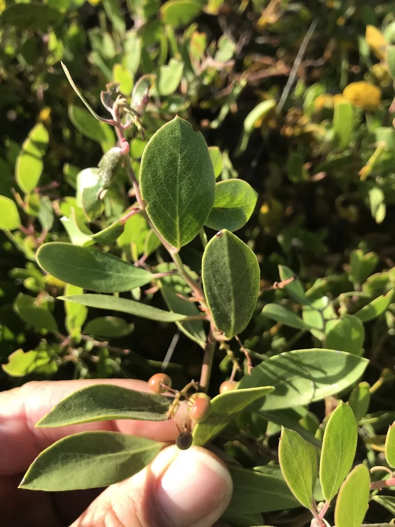 Arctostaphylos stanfordiana