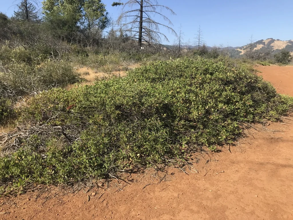 Arctostaphylos stanfordiana