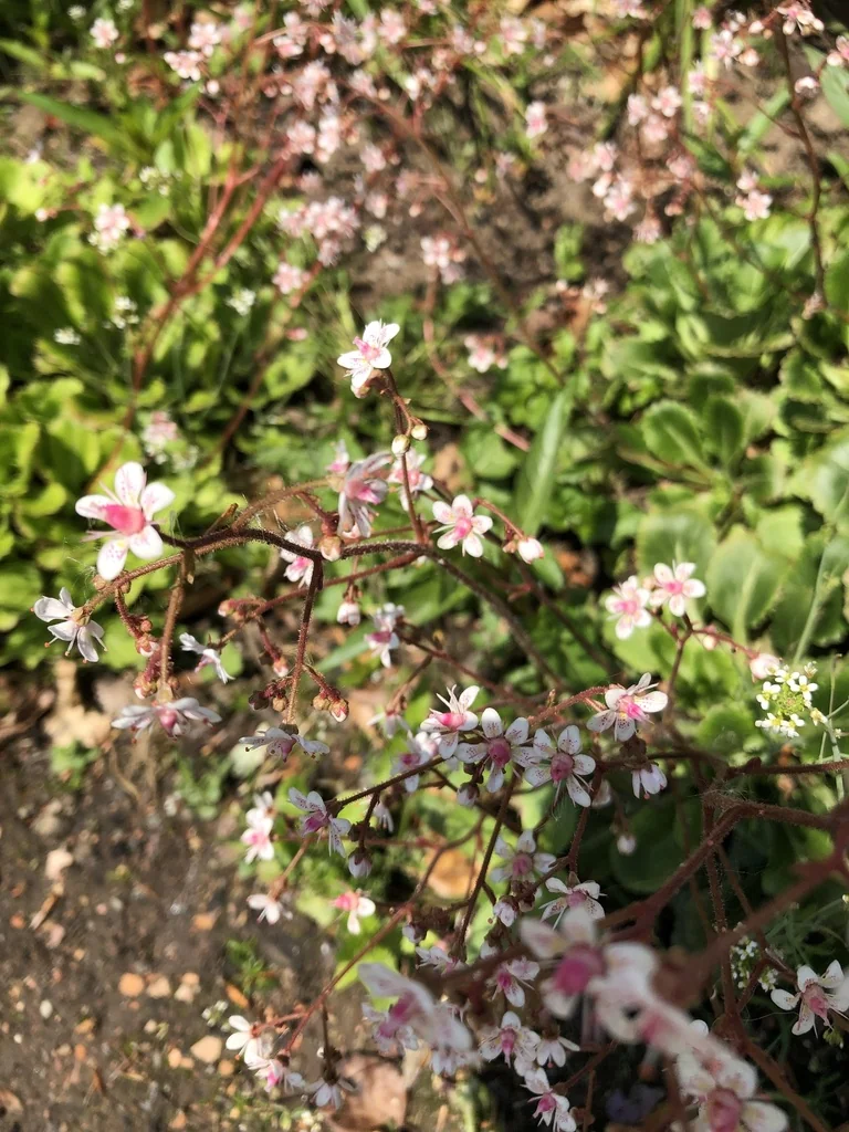Saxifraga X Urbium