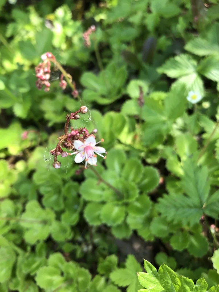 Saxifraga X Urbium