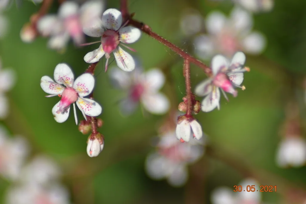 Saxifraga X Urbium
