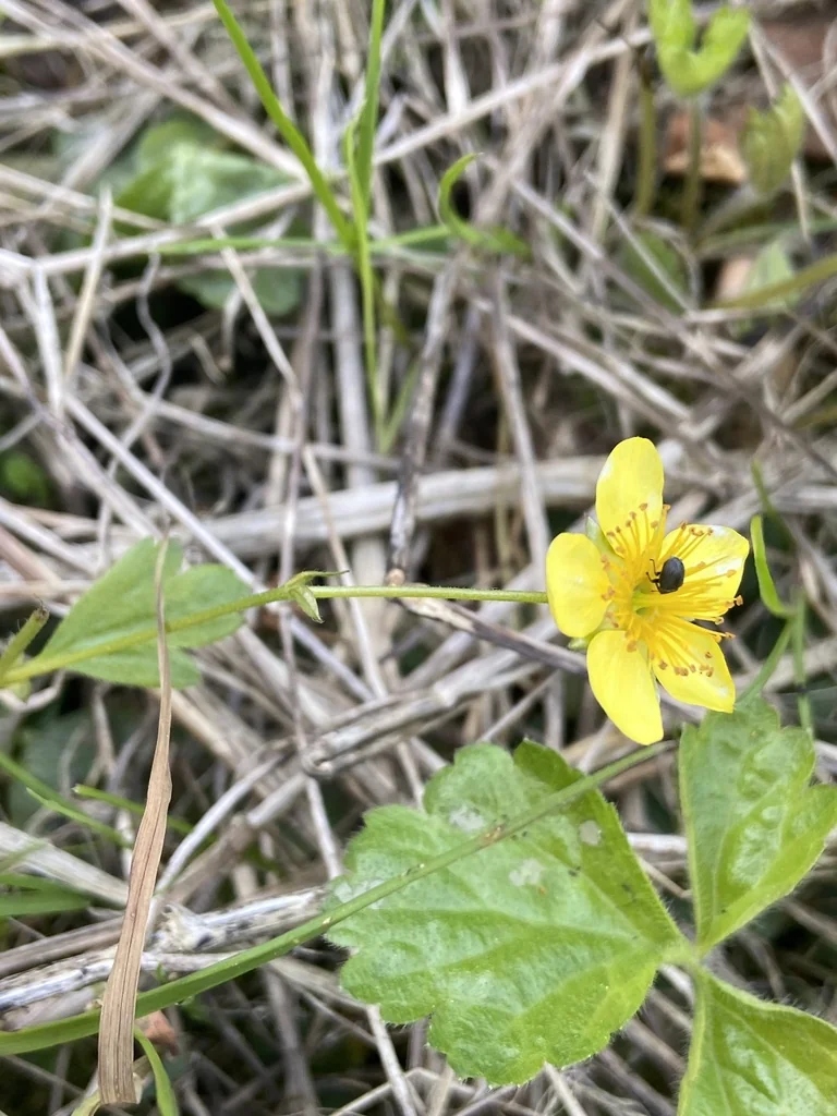 Waldsteinia Ternata