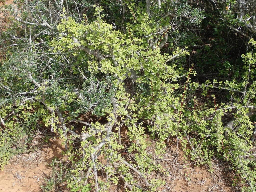 Portulacaria Afra