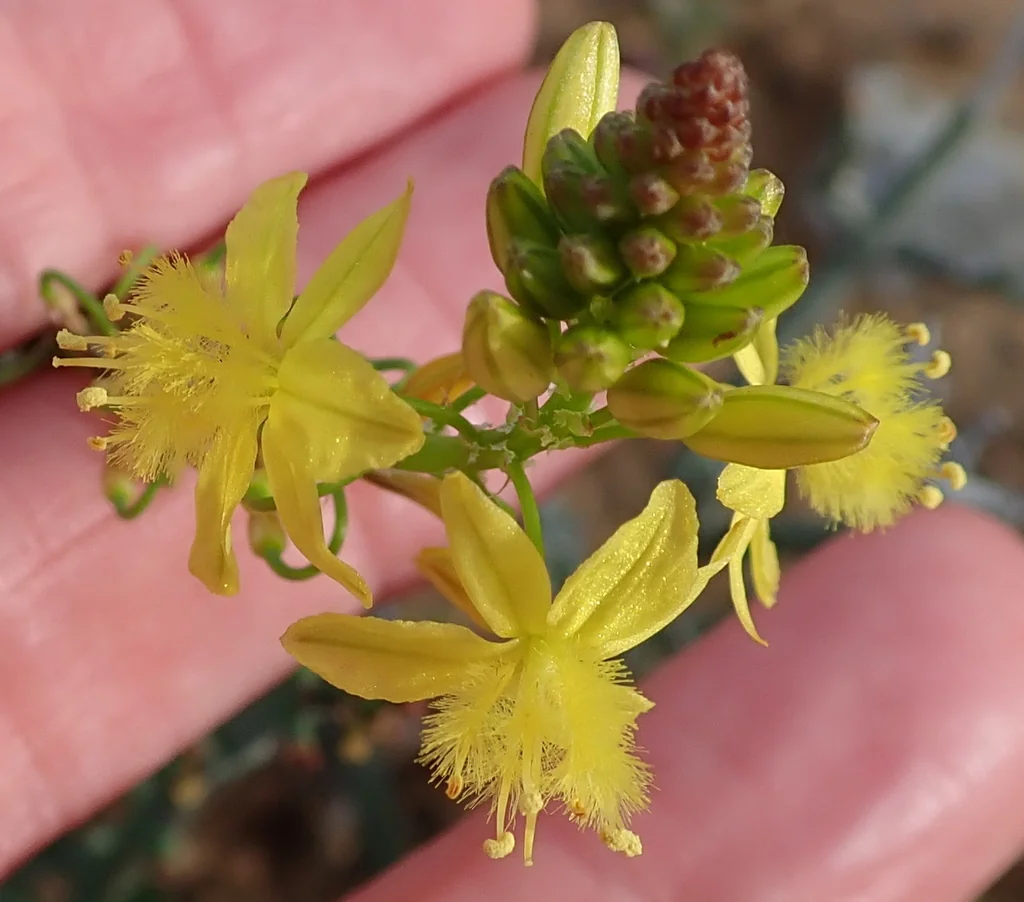 Bulbine Frutescens