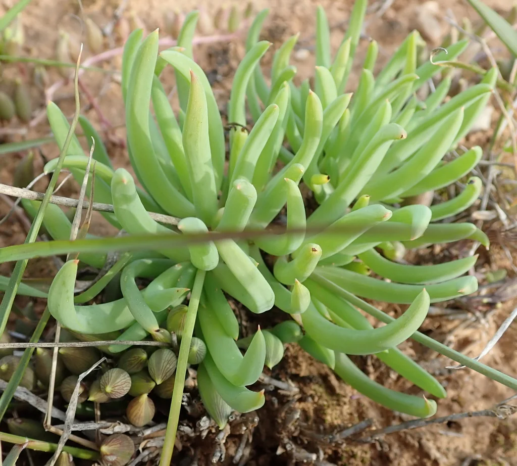 Bulbine Frutescens