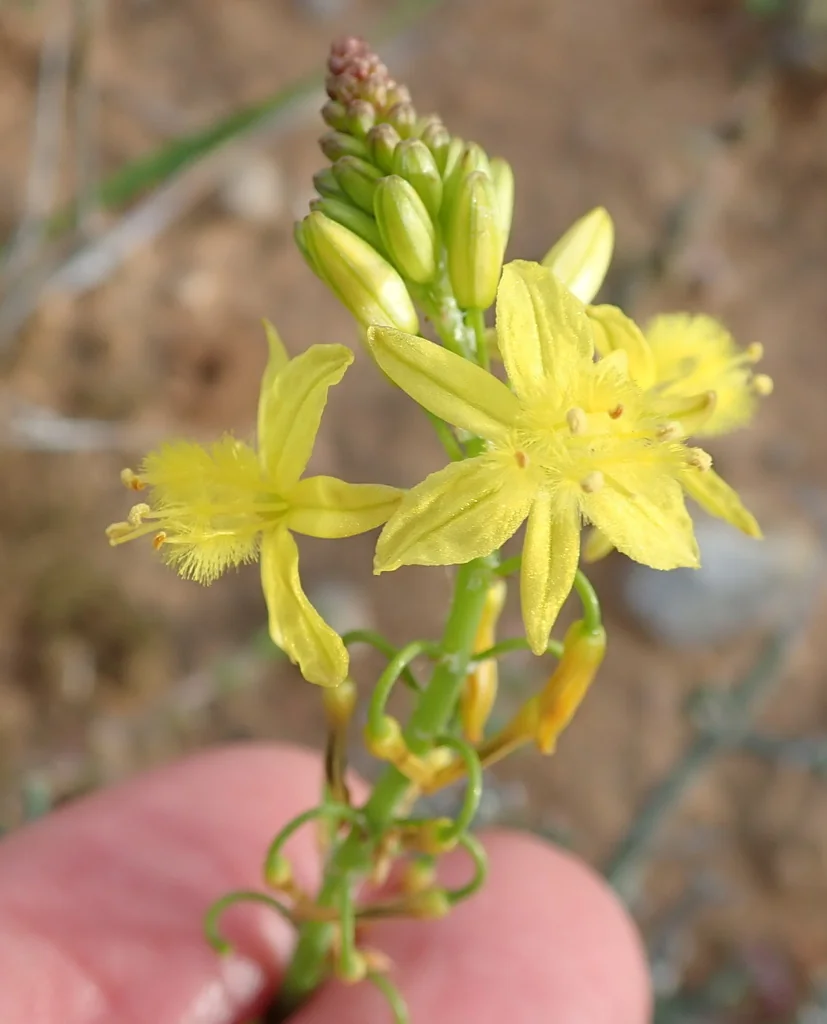 Bulbine Frutescens