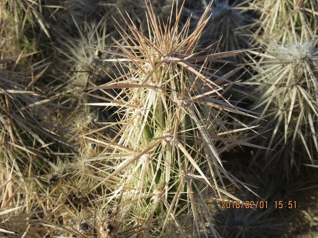Grusonia Kunzei