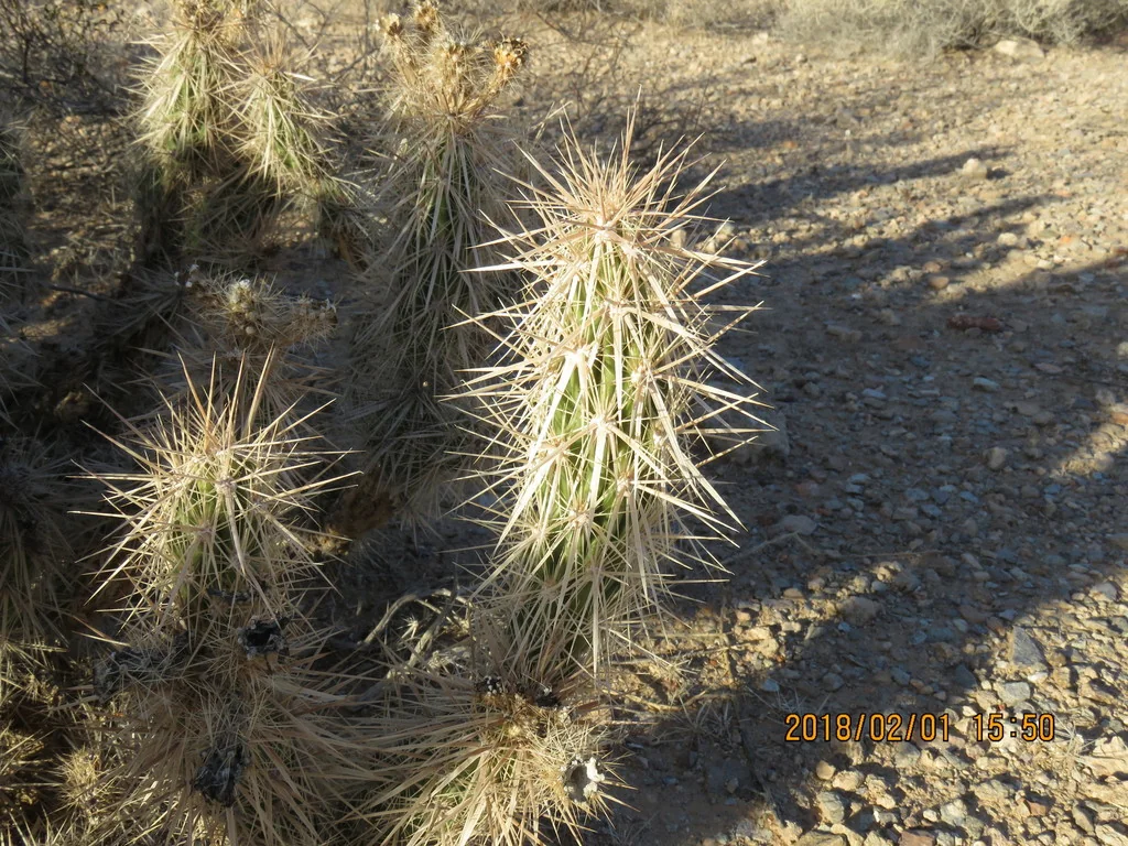 Grusonia Kunzei