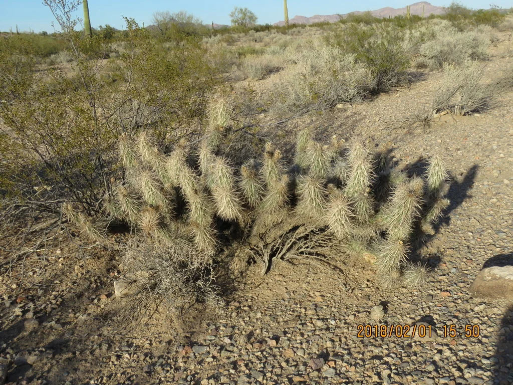 Grusonia Kunzei