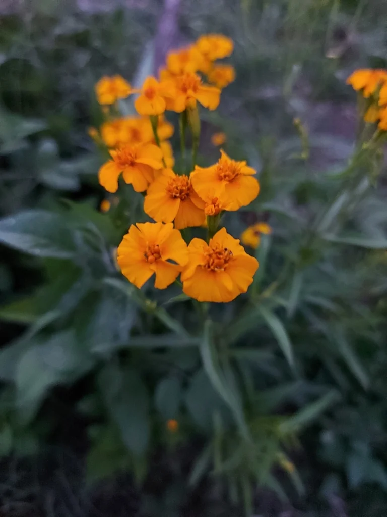 Tagetes Lucida
